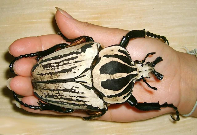 Meet Nature’s Heavyweight Champion: The Goliath Beetle