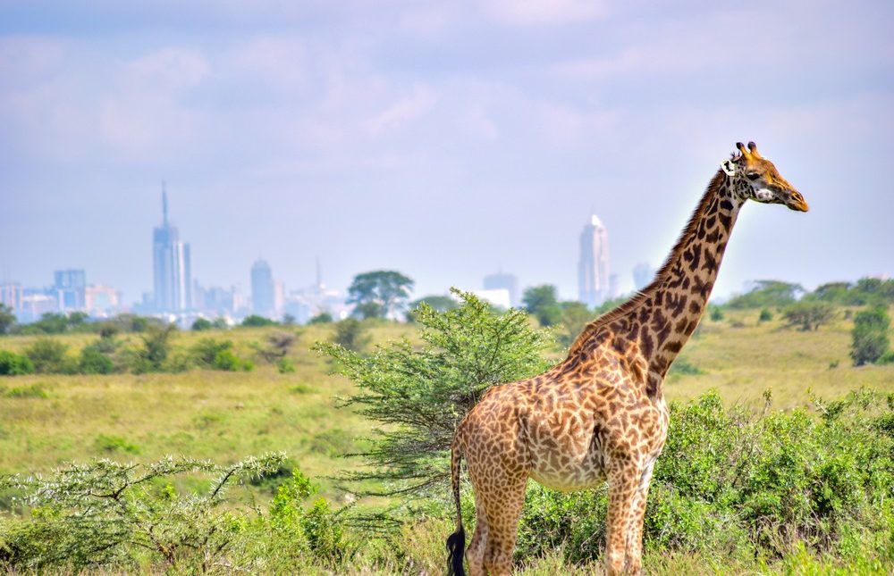 African Overland tours