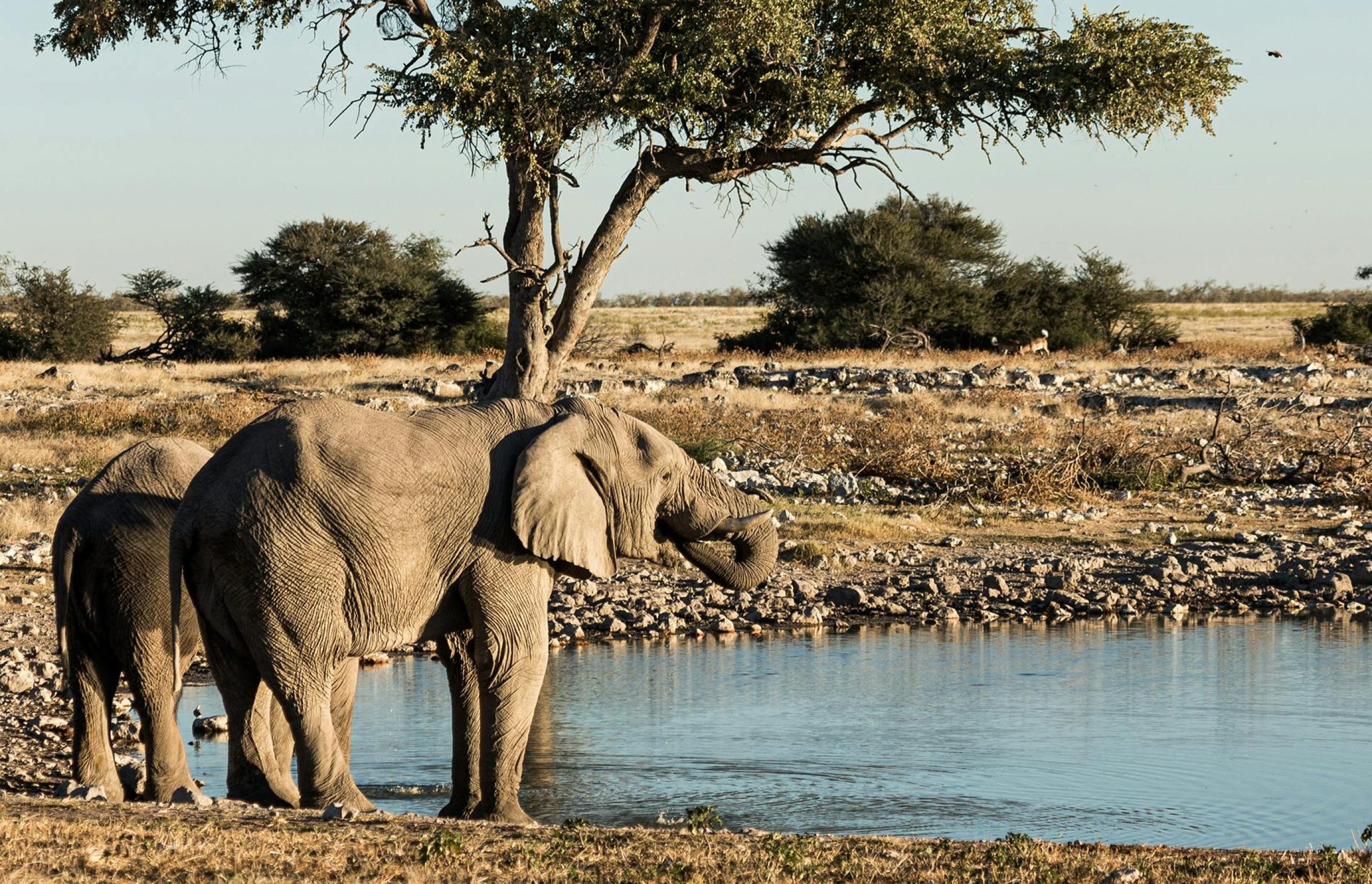 Track Big Game in Etosha National Park