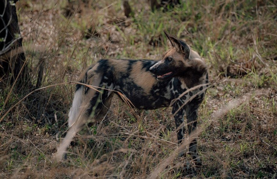 Khwai Community Concession