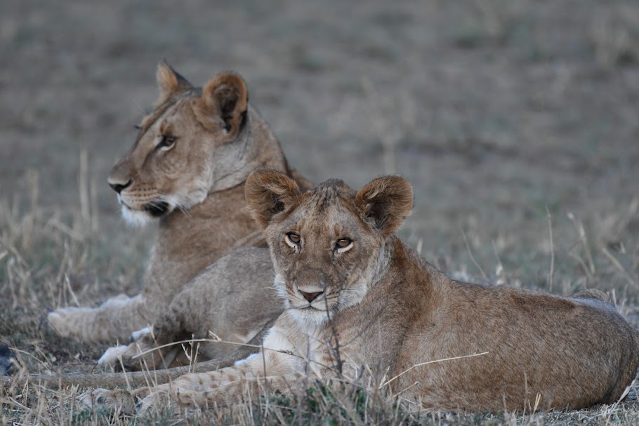 Southern Tanzania (Selous & Ruaha)