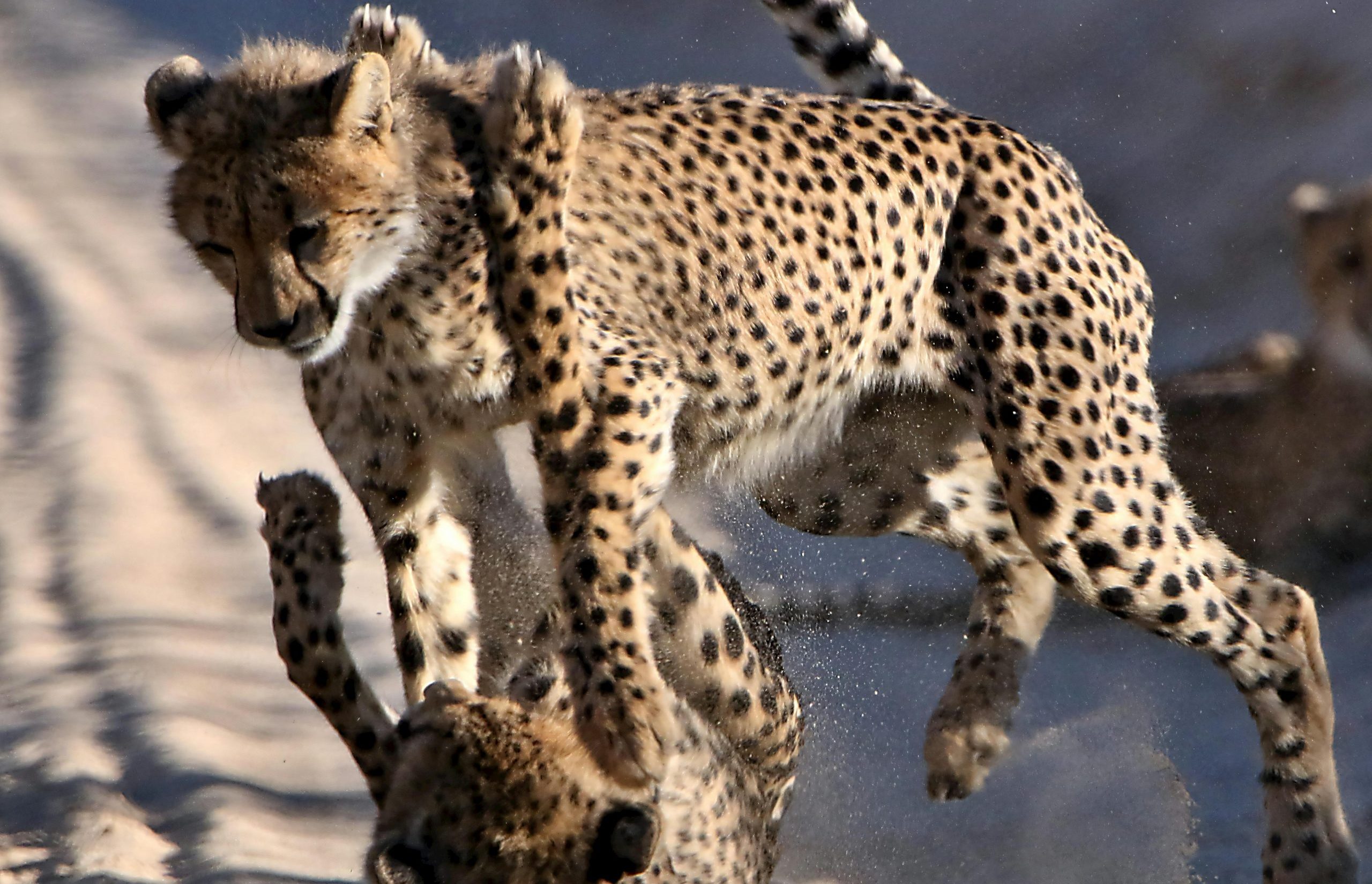 Central Kalahari Game Reserve