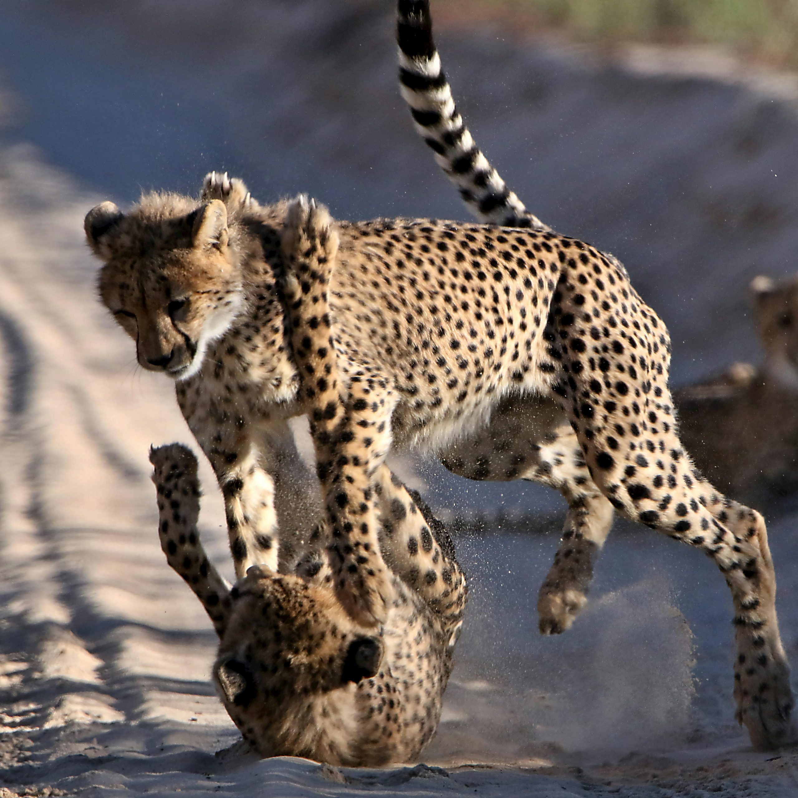 UBKEC Day 15: Ghanzi/ Central Kalahari, Namibia