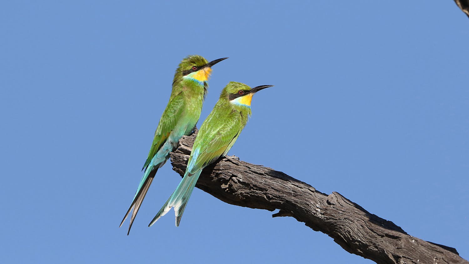 Kgalagadi Transfrontier Park