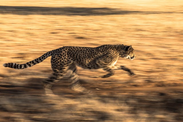 cheetah vs leopard 