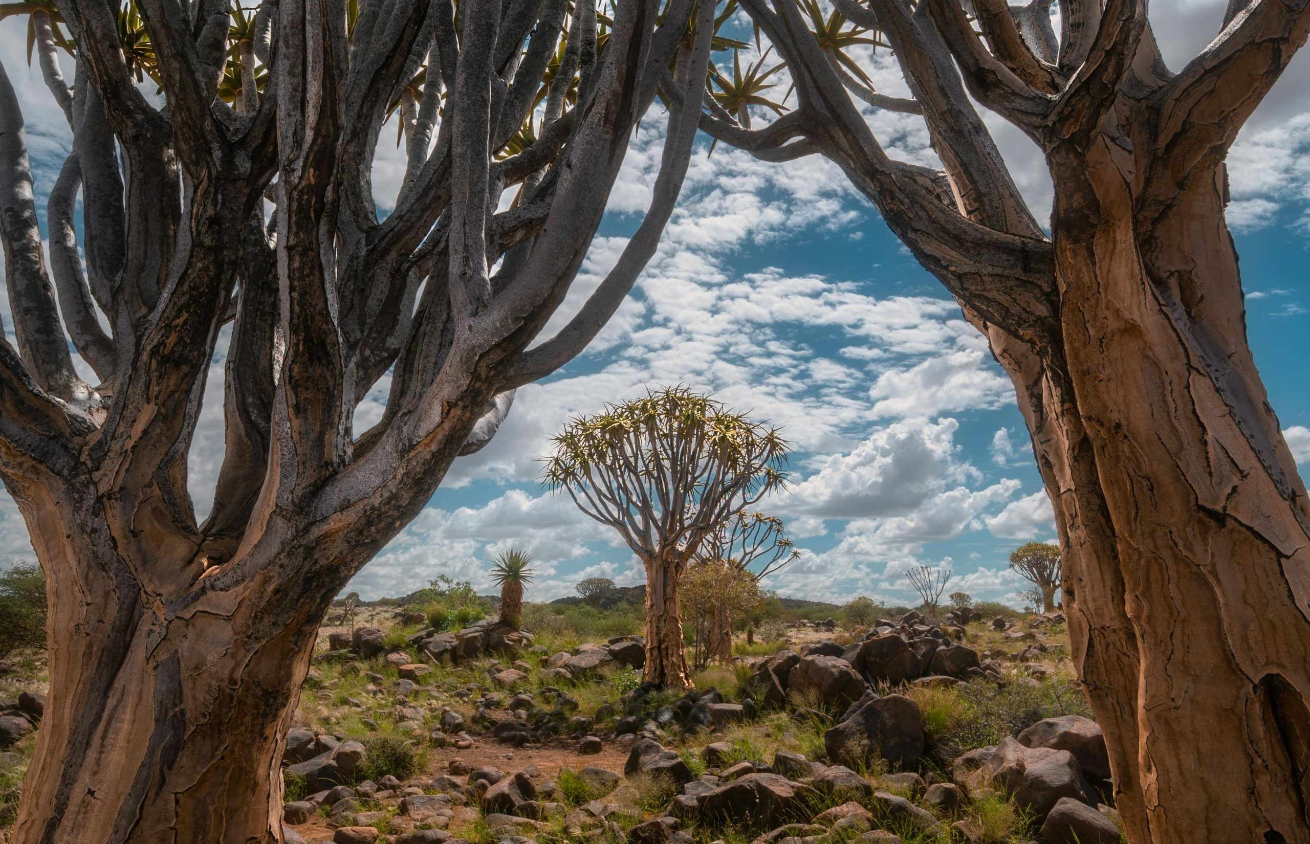 Wander Among Quiver Trees and Giant Boulders