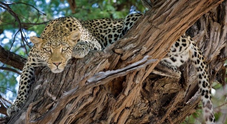 Spotting the difference: Discovering the Leopard and Cheetah on Tour