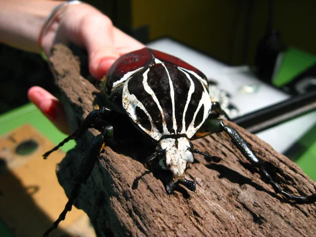 Goliath Beetle