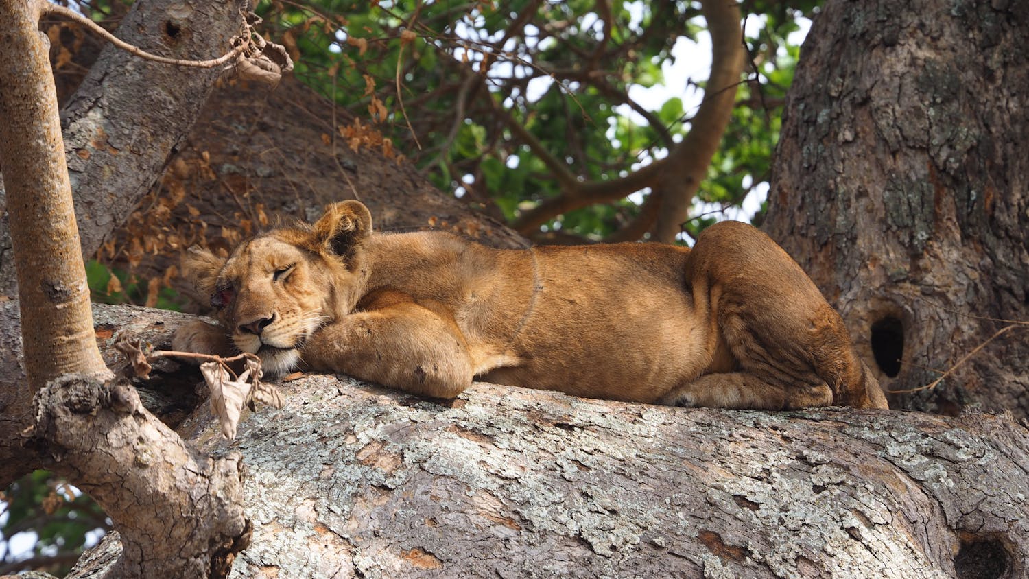 UXODC Day 53: Kampala – Queen Elizabeth National Park, Uganda