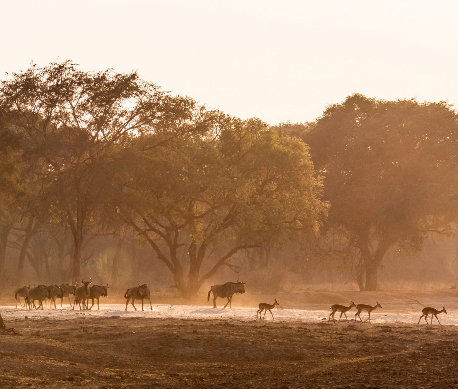 Scenes from Mushika Campsite on the Amatololo Circuit in North Luangwa National Park, Zambia.