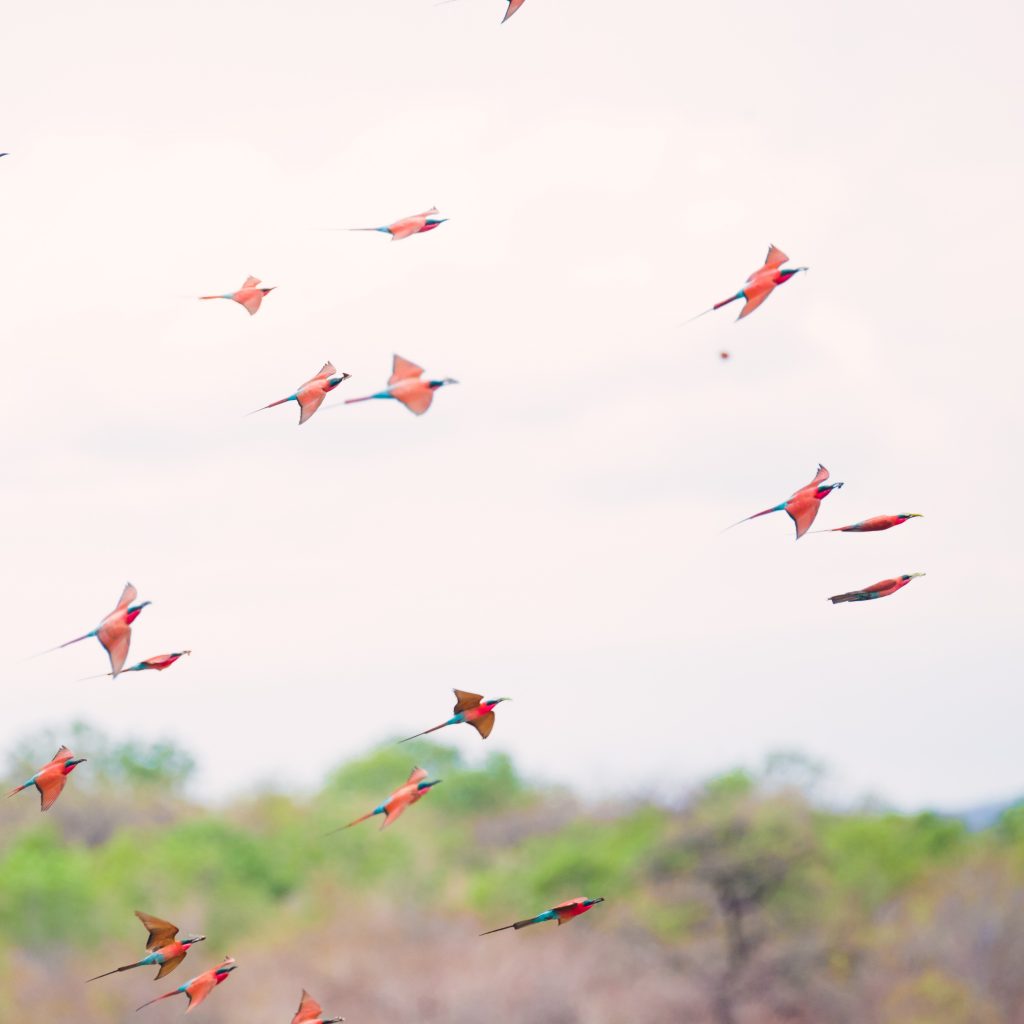 Flock-of-carmine-bee-eaters-in-flight-in-North-Luangwa-National-Park-Zambia-part-of-the-Amatololo-Experience