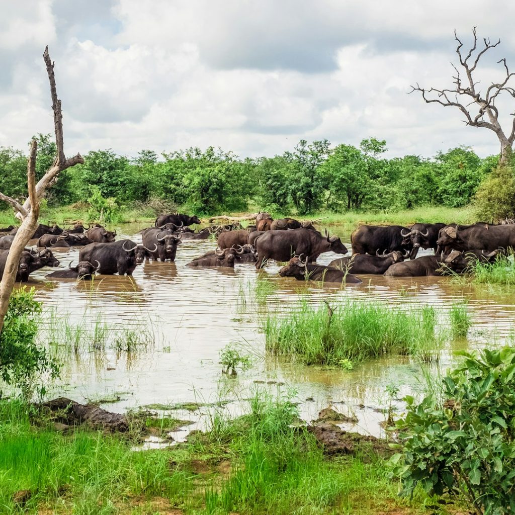 Herd of buffaloes in a river in a green landscape, Africa, big advantage of small group travel