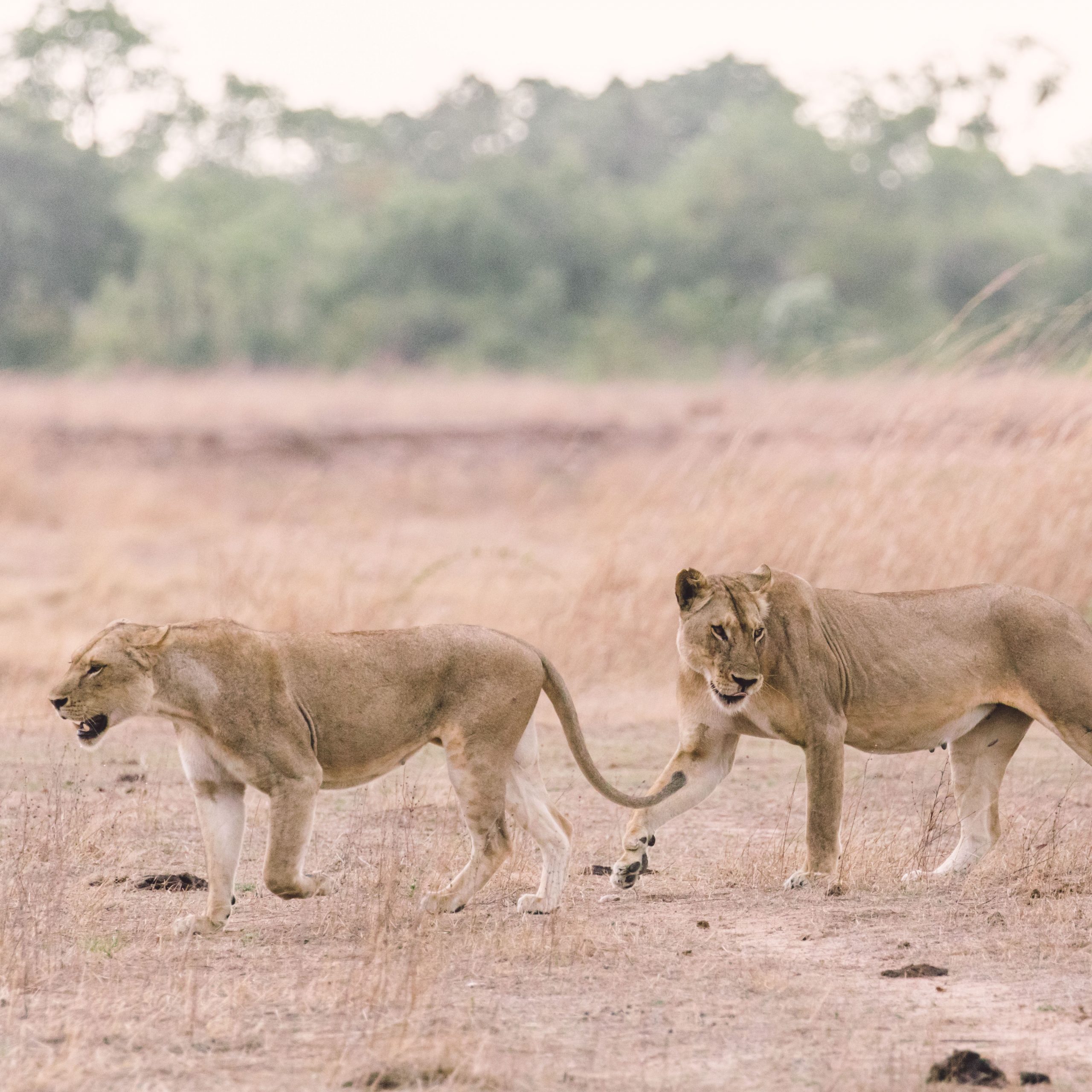 The Amatololo Experience Offers Wild, Authentic Safaris