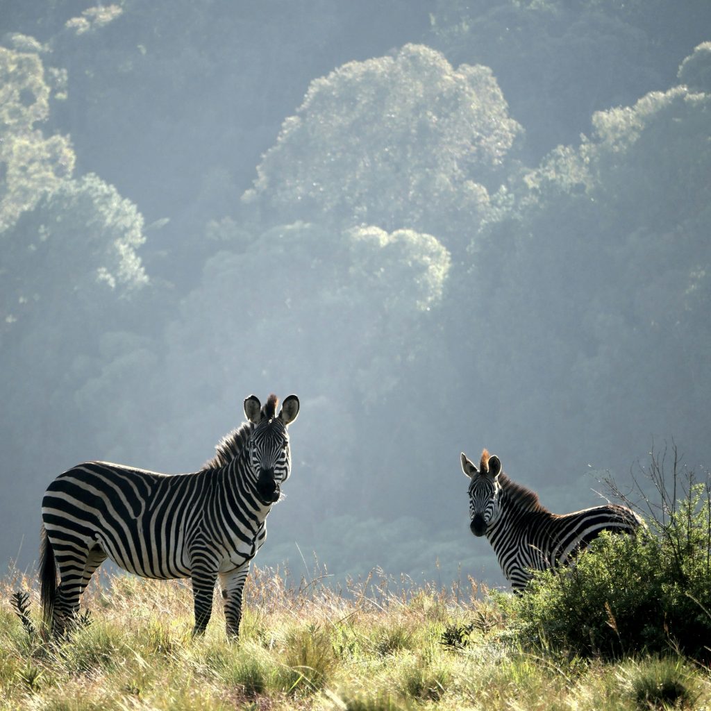 Two-zebras-with-trees-in-background-in-hilly-region-of-Malawi(1)