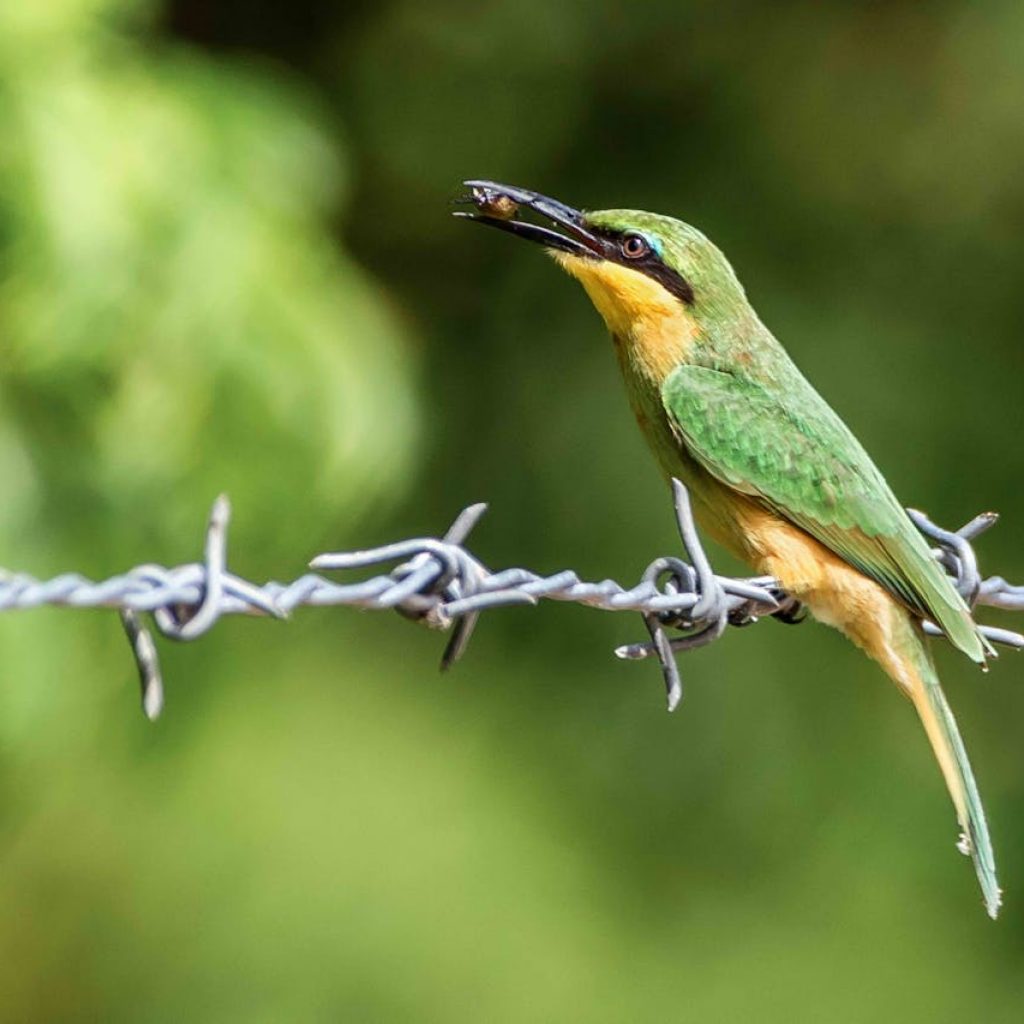 Yellow-and-green-bird-perched-on-wire-in-northern-Malawi