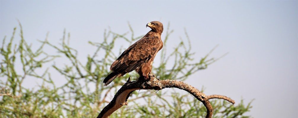 Tanzania Eagle