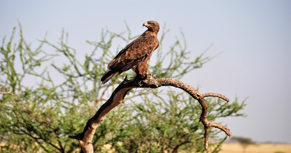 Tanzania Eagle