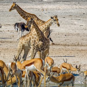 12 Day Namibia, Botswana and Zimbabwe Small Group Tour