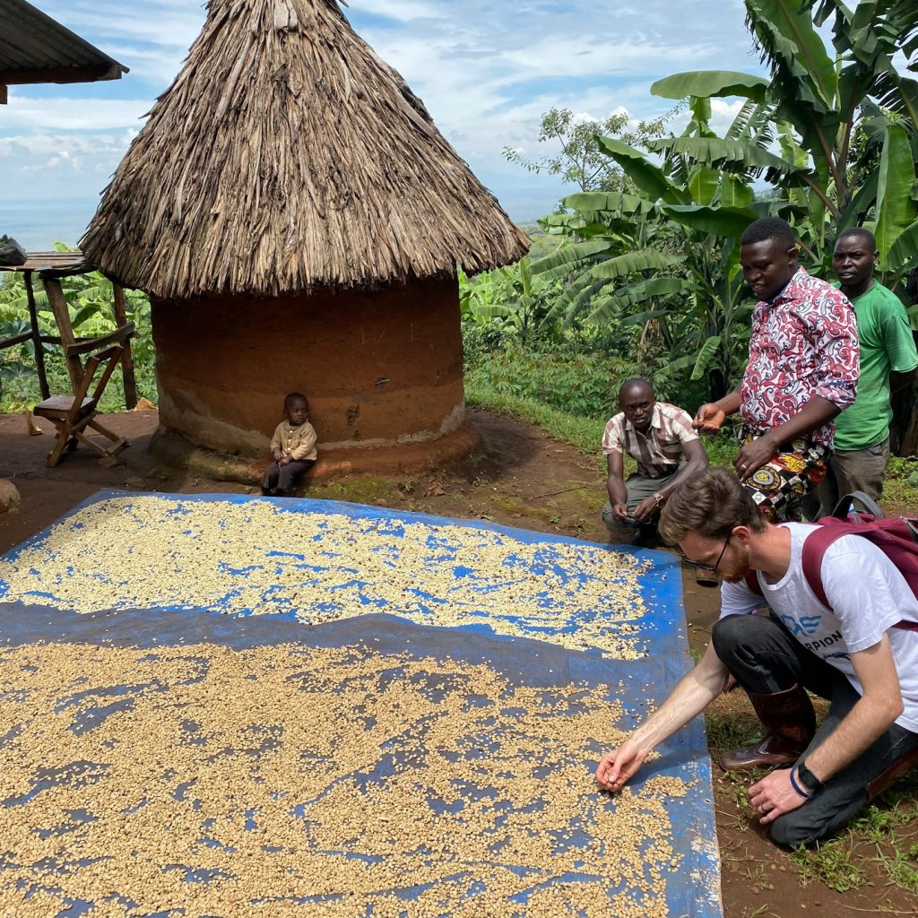 Hiker looking at coffee beans laid out on map in Sipi Falls and Mount Elgon region, Uganda