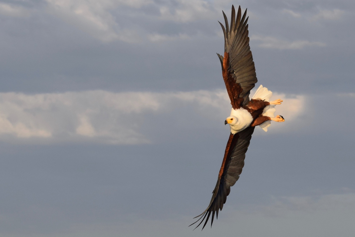 Kenya Experience Fish Eagle in Flight