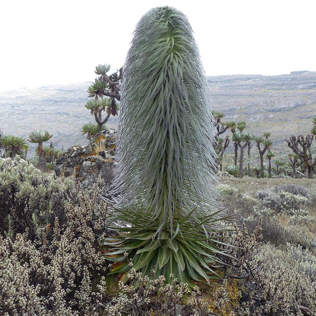 Giant lobelia on Mt Elgon