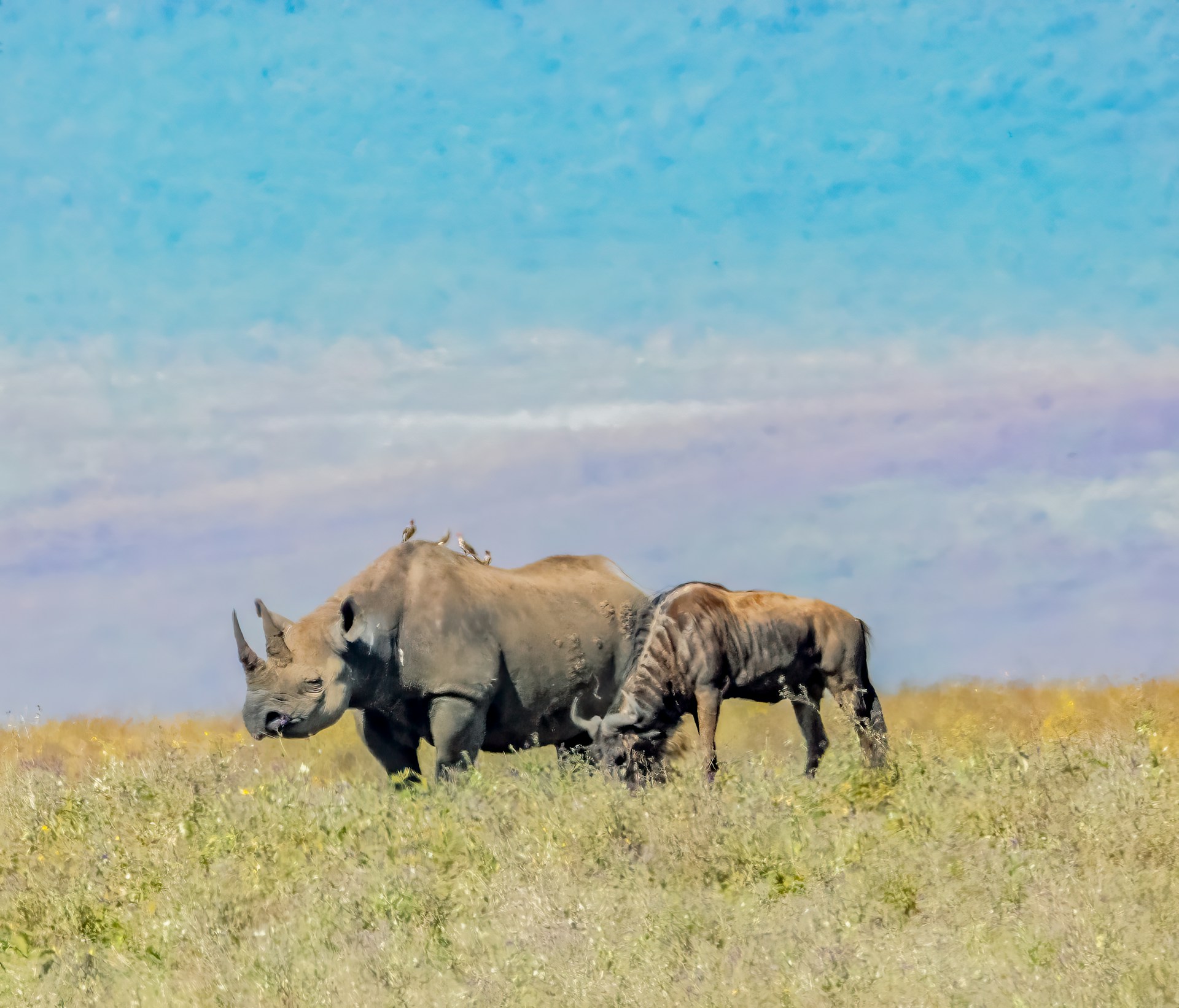 Wildebeest and rhino in Ngorongoro Crater