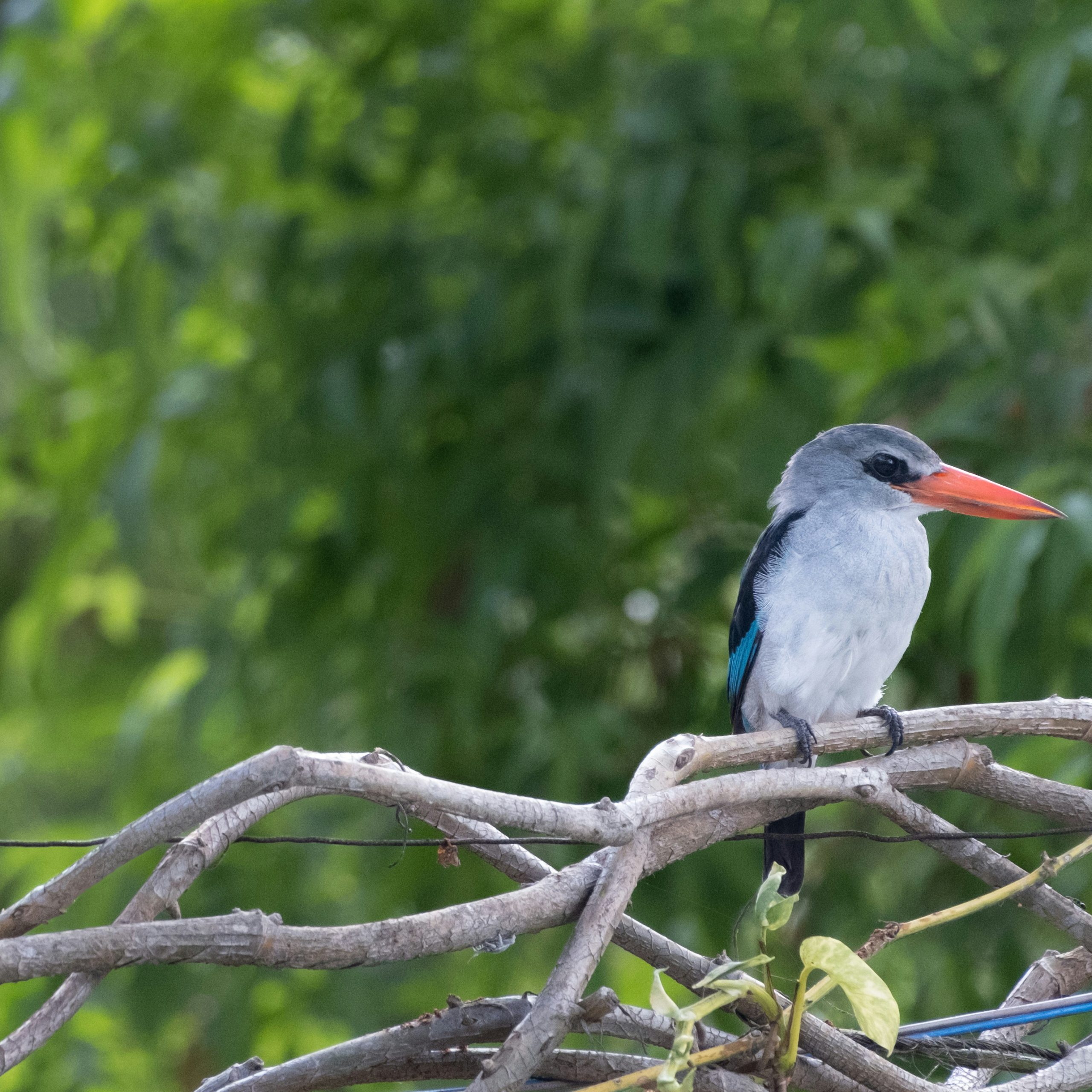 woodland kingfisher bagamoyo
