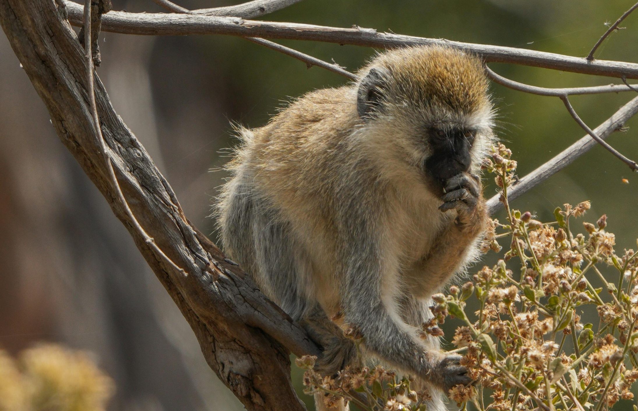 Lake Manyara National Park