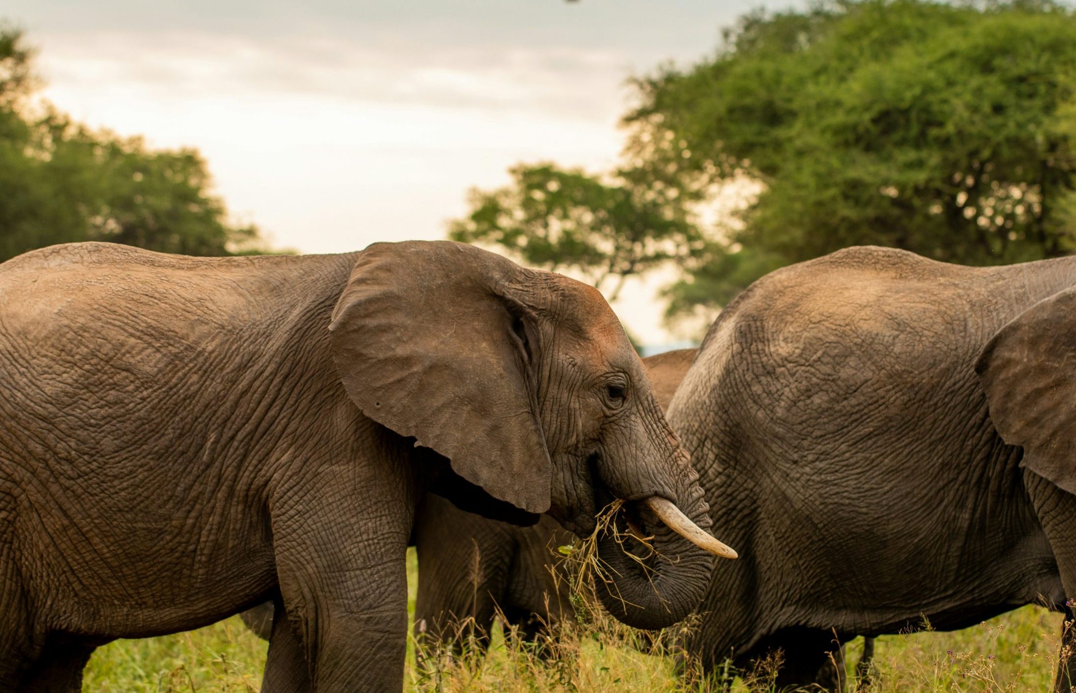 Tarangire National Park