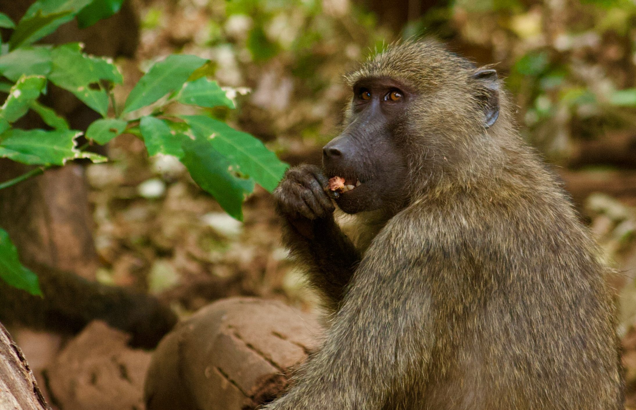 Western Tanzania (Mahale & Katavi)