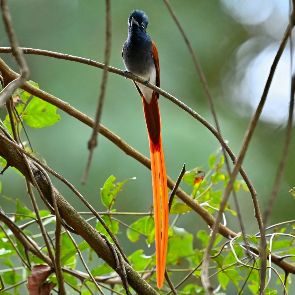 Bird with long tail spotted in Gorongosa National Park, Mozambique, photo by Joao Fernandes