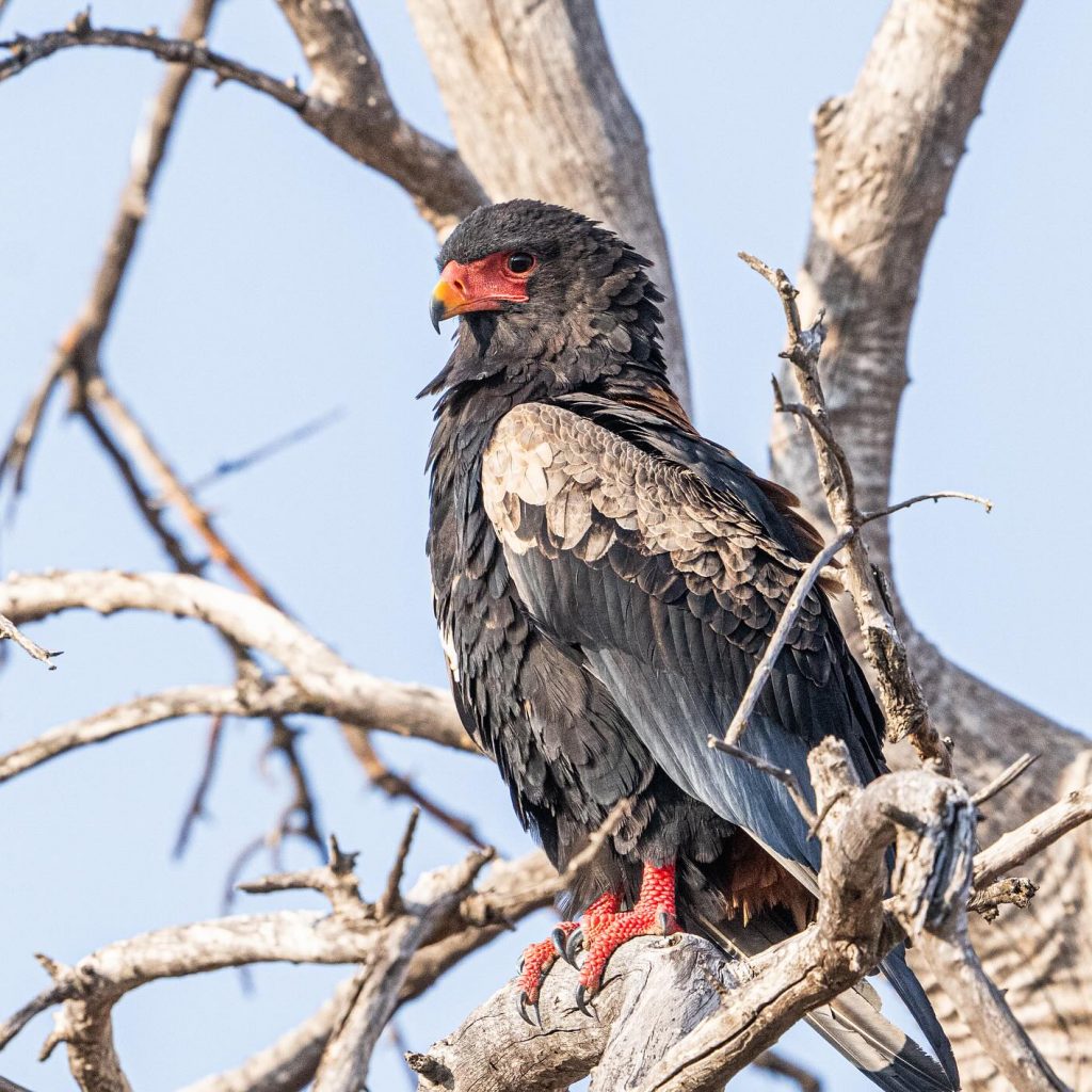 Eagle in tree in Namibia