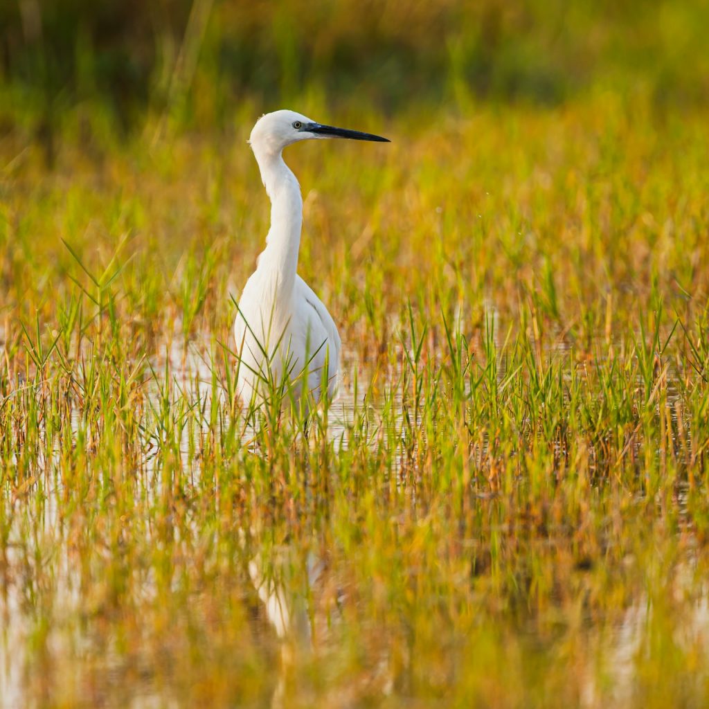 Egret in marsh, Moremi Game Reserve