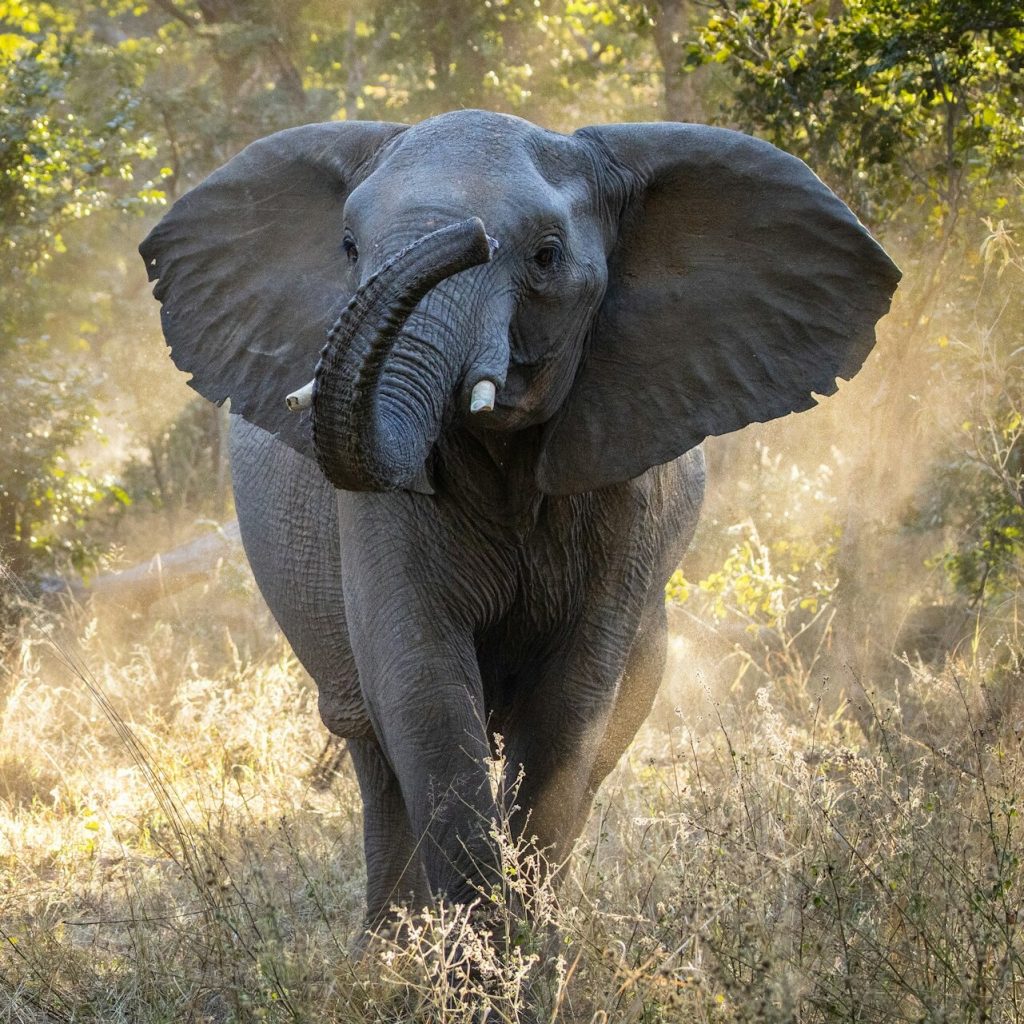 Elephant walking through forest in Hwange National Park, Zimbabwe(1)