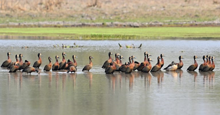 Explore Mozambique’s top game parks