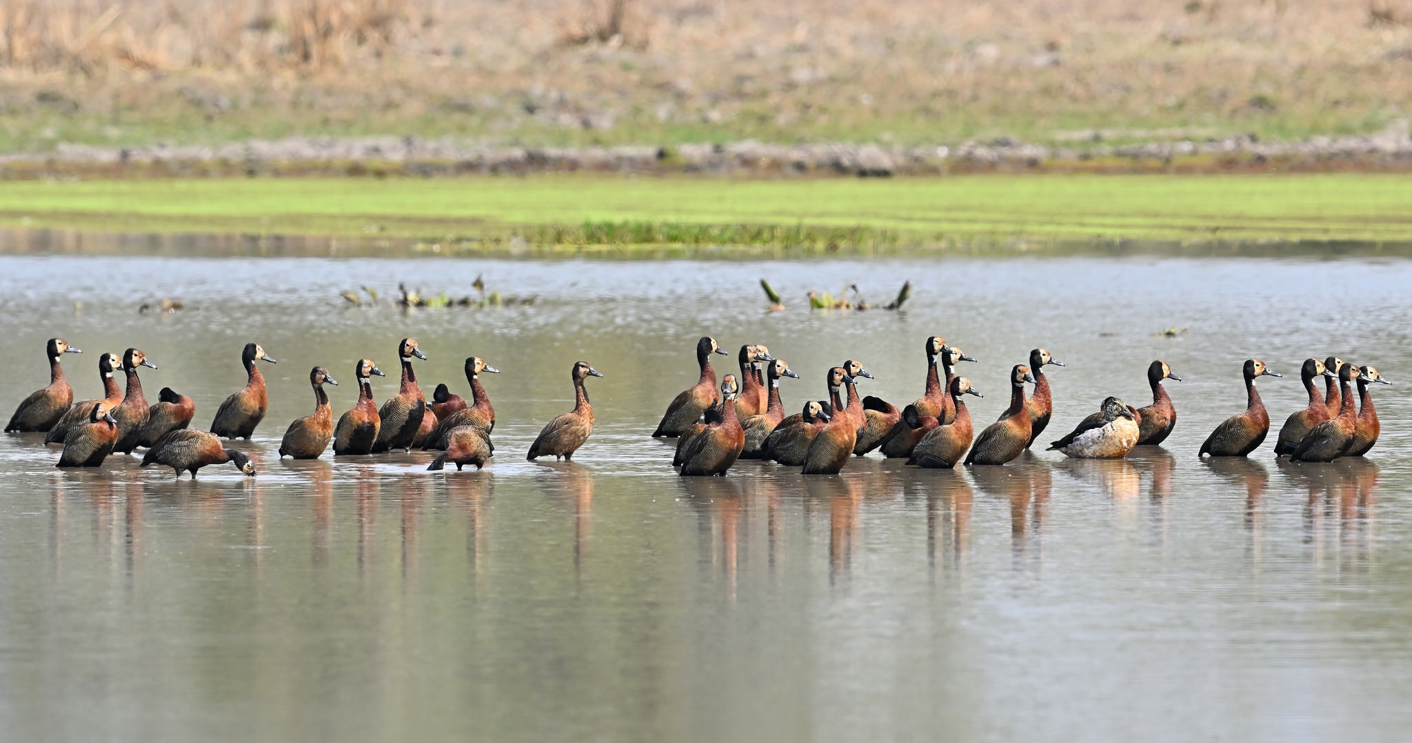 Explore Mozambique’s top game parks