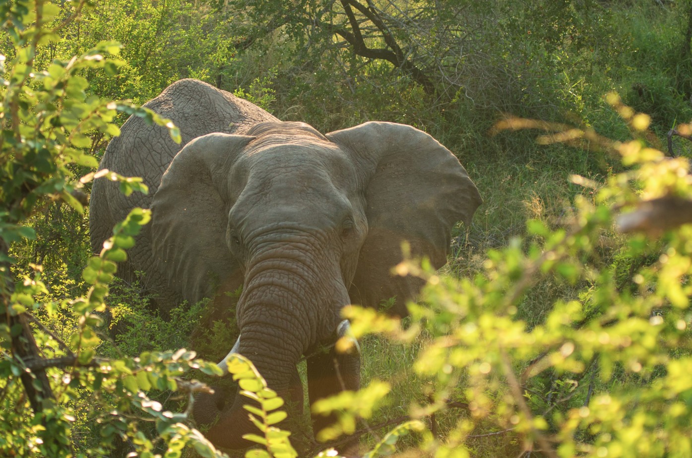 Gorongosa National Park