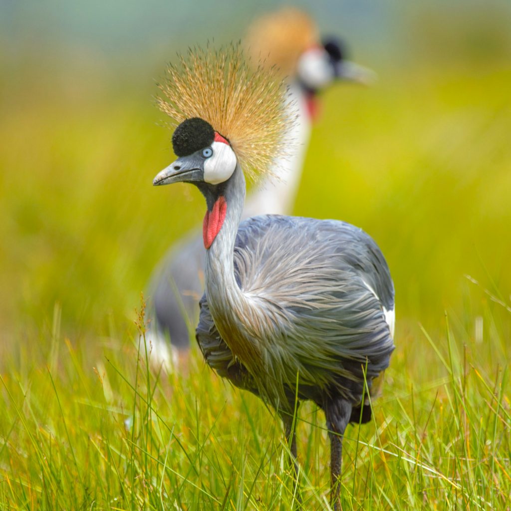 Grey crowned cranes