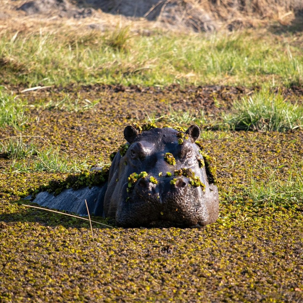 Hippo peeping above water and covered in plants, Moremi Game REserve, Botswana safari
