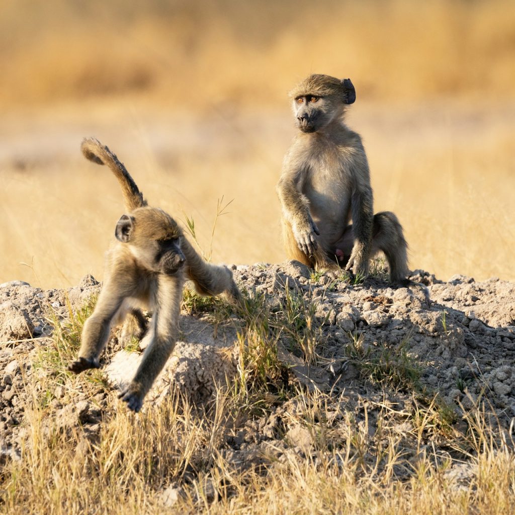 Infant baboons in Hwange National Park