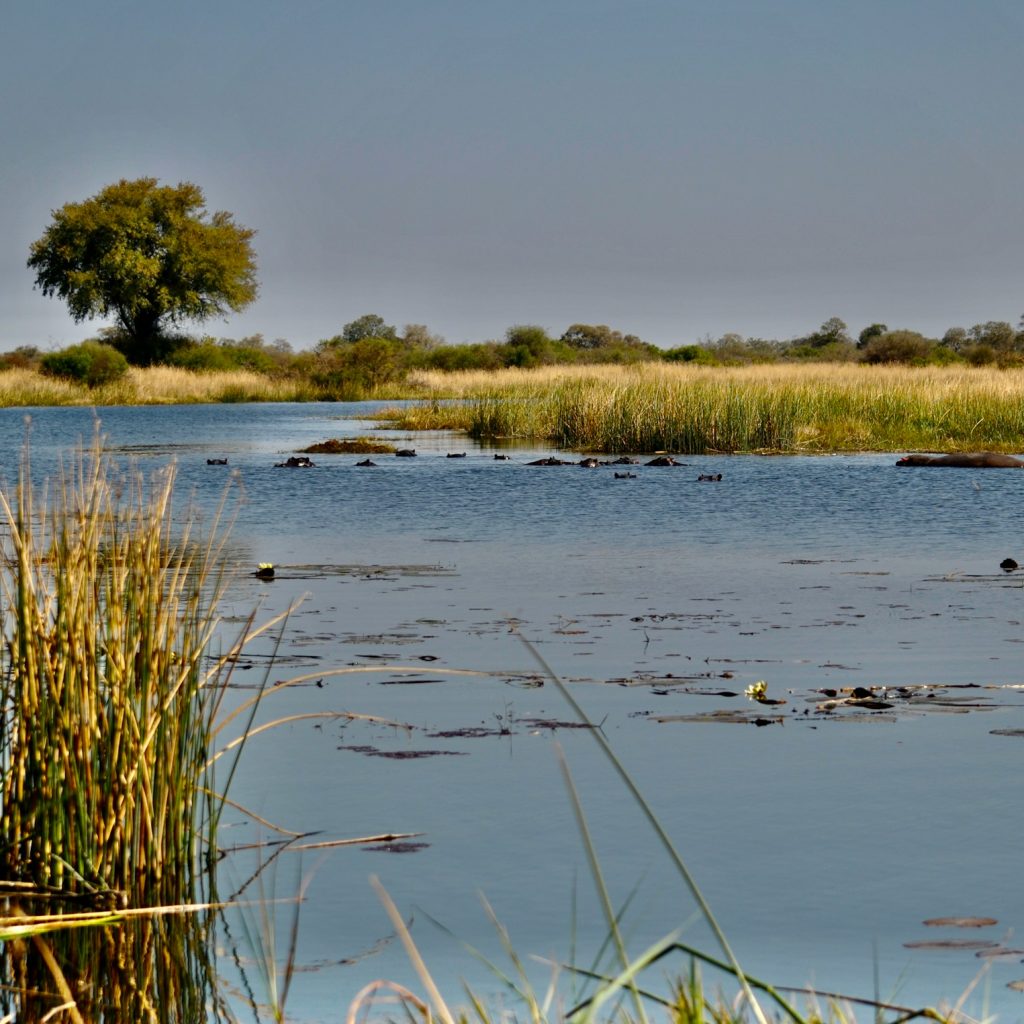 Lagoon in Moremi, Botswana