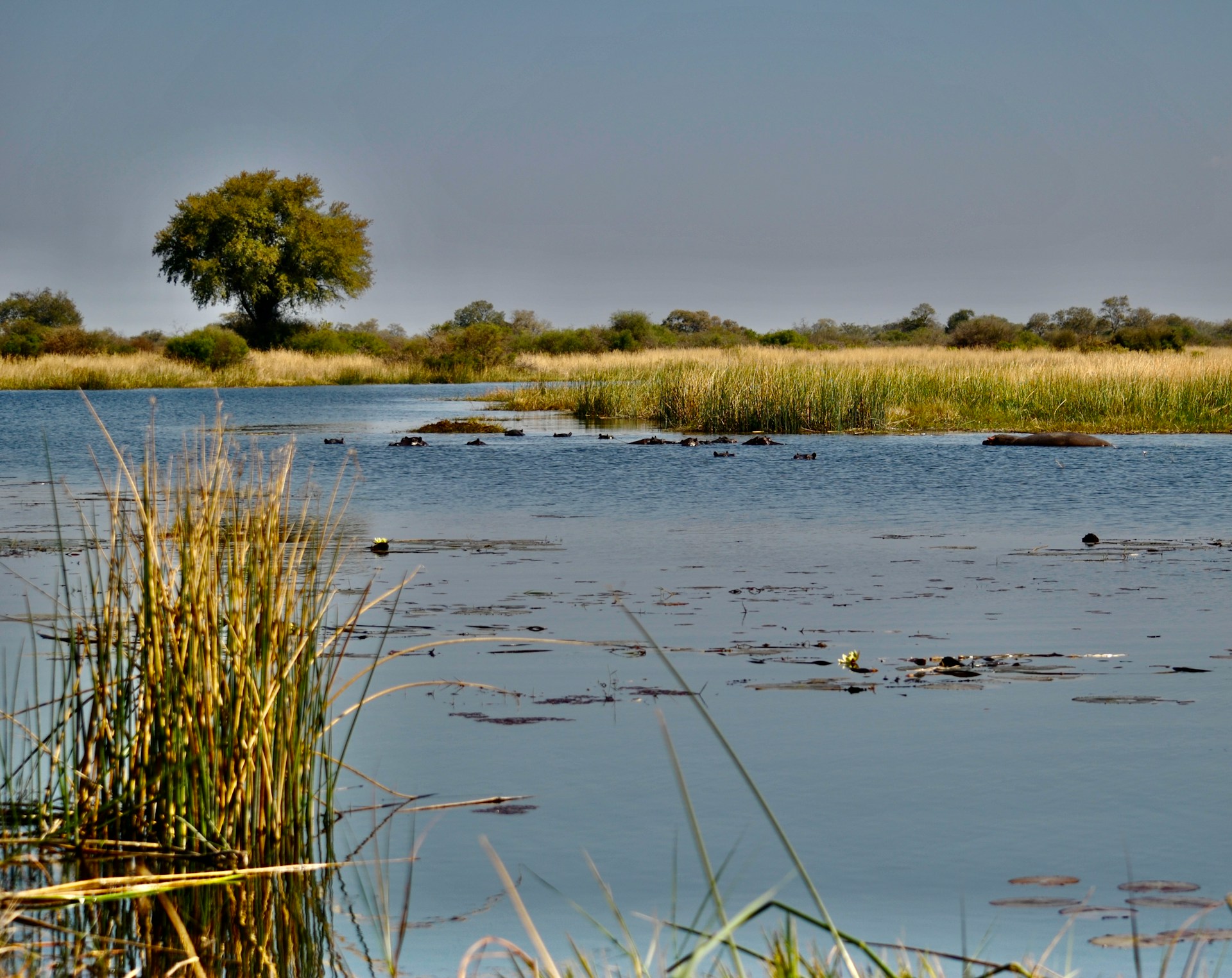 Lagoon in Moremi, Botswana