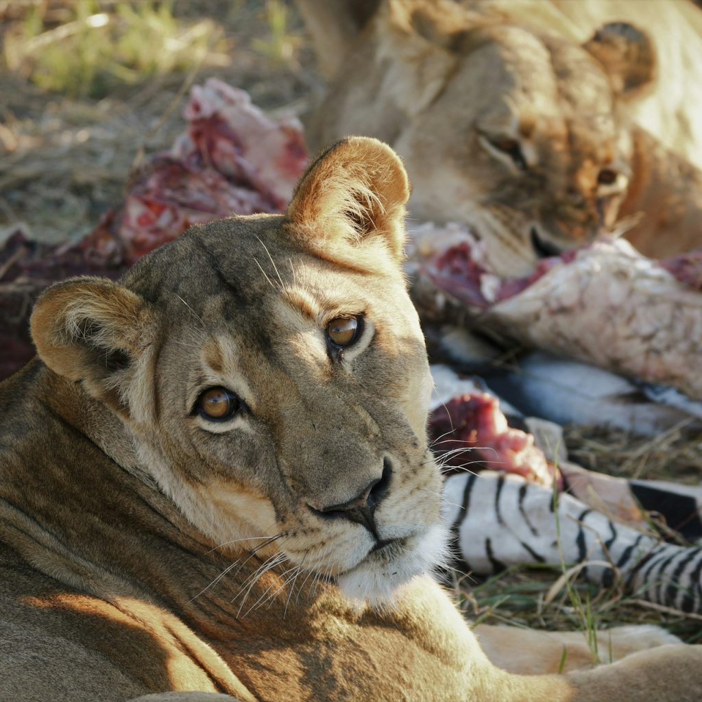 Lionesses eating a zebra in Hwange National Park, northwest Zimbabwe