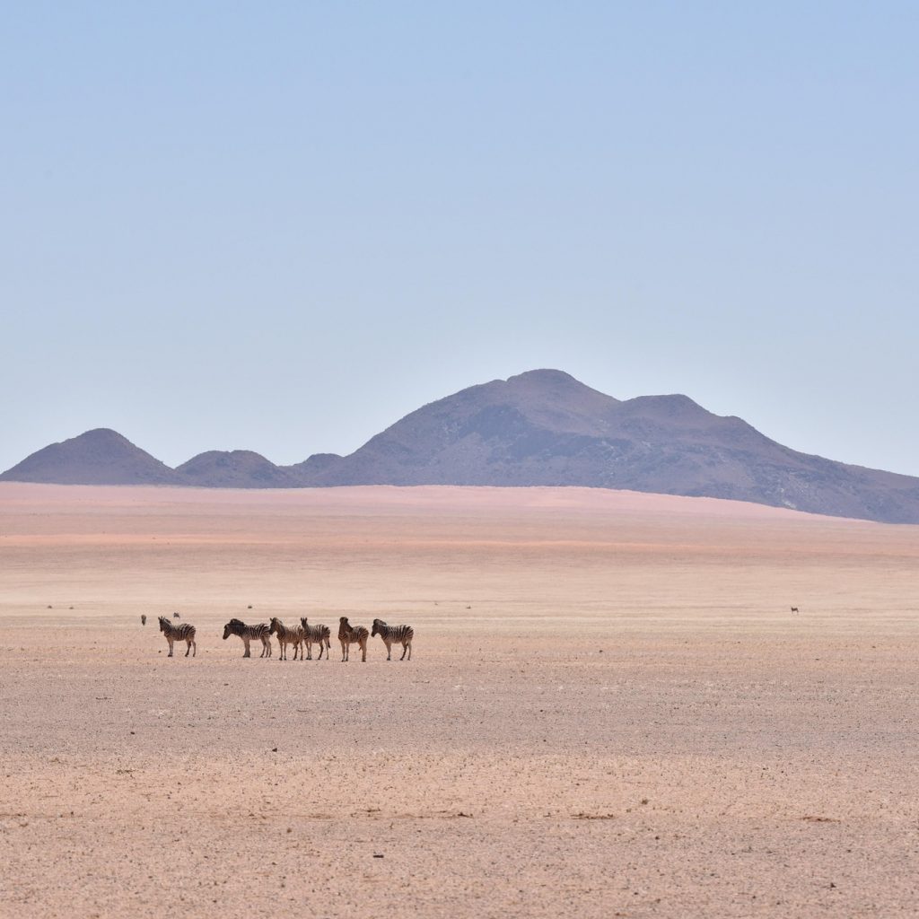 Namibia, Hartmann zebras seen from a distance with mountains in background, Namib Naukluft National Park safari