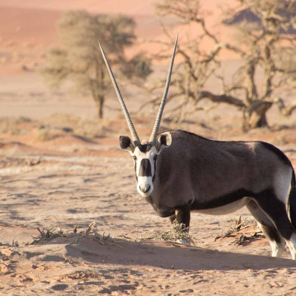 Oryx in desert