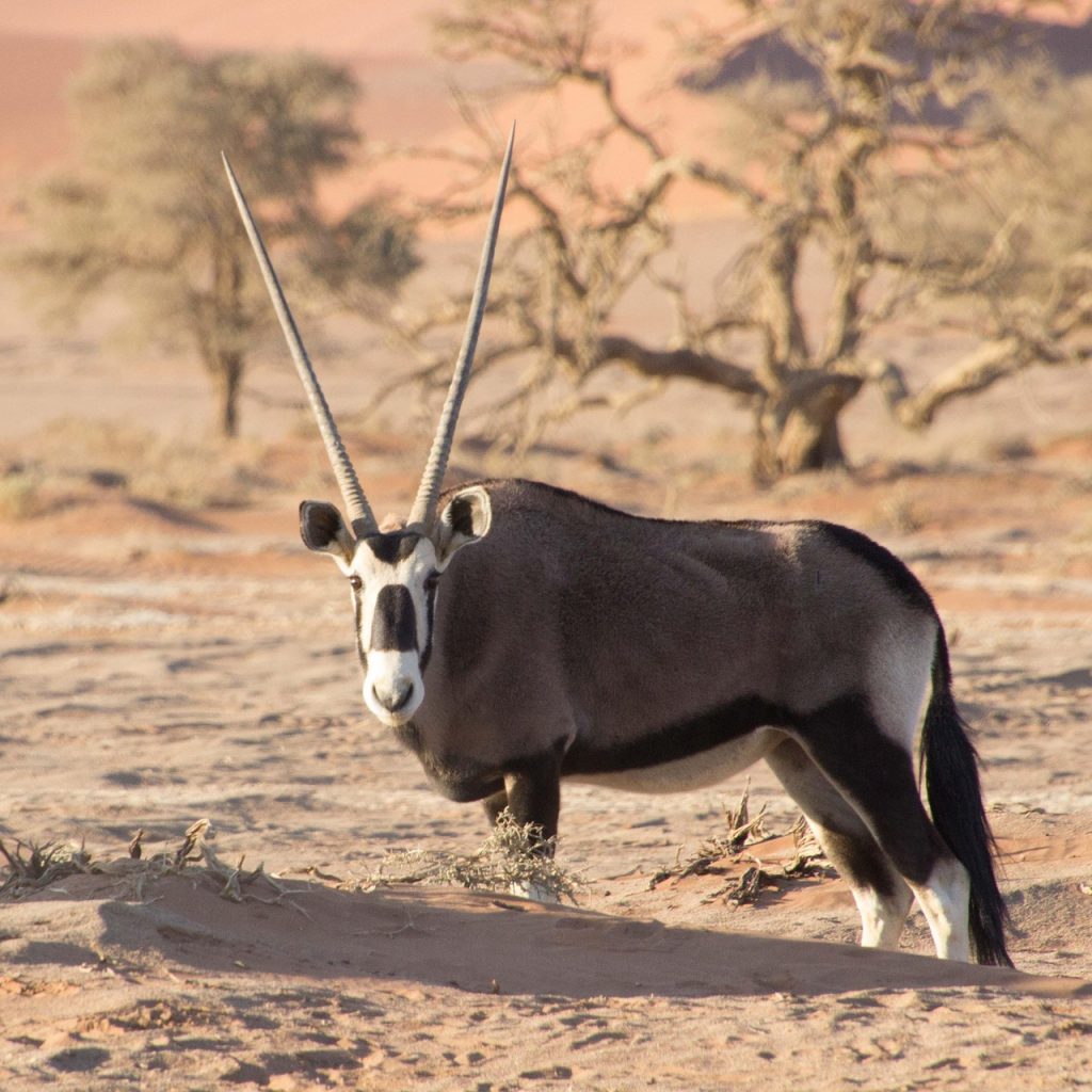 Oryx in desert