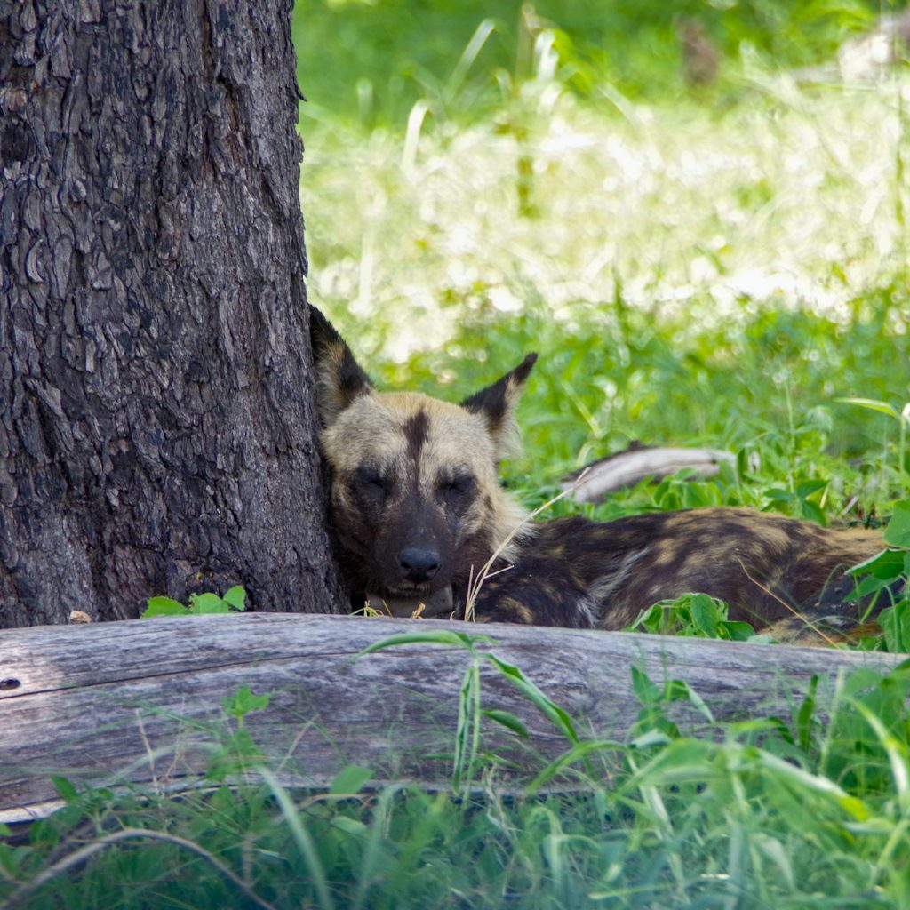 Painted dog under a tree in Moremi, Botswana