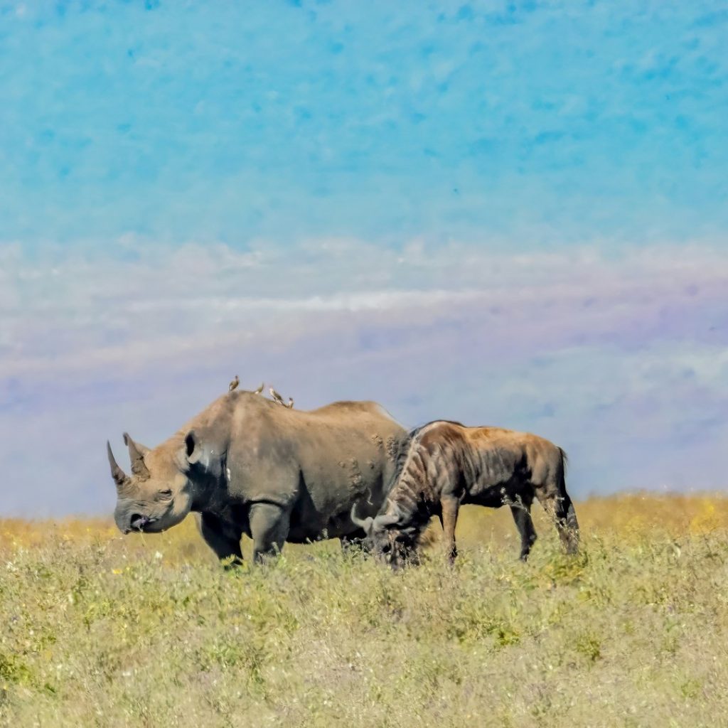 Animals on an East African Overland Tour