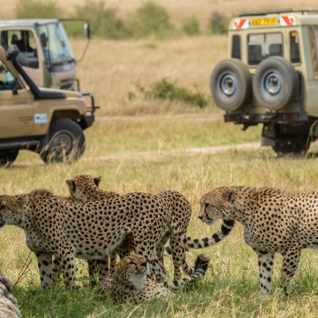 Game Driving in open 4x4 vehicles the Masai Mara National Reserve