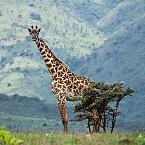 10 Day Highlights of Tanzania North